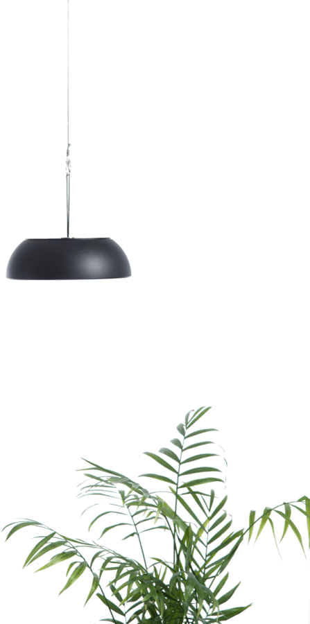 lamp over plant